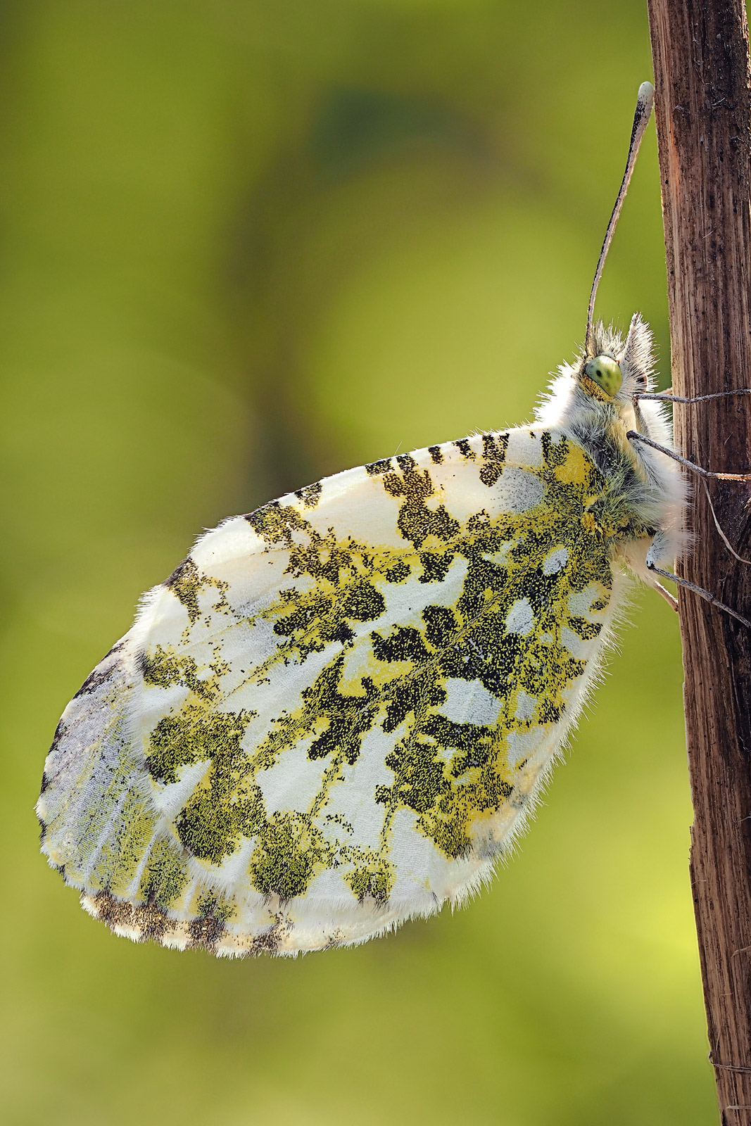 Anthocharis Cardamines
